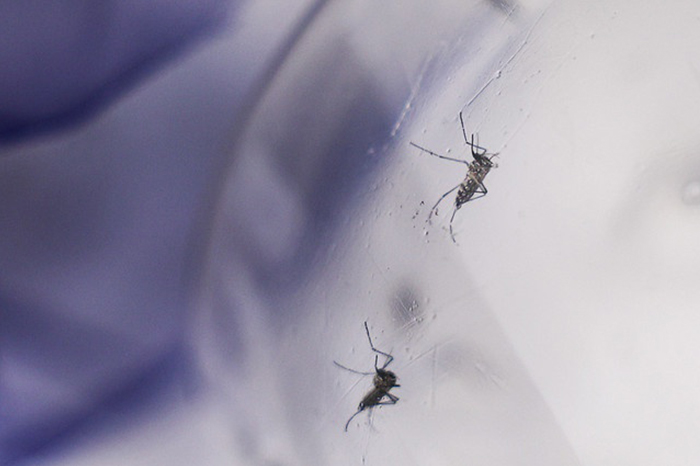 Anvisa revisa enquadramento de artigos repelentes para acompanhar novas tecnologias